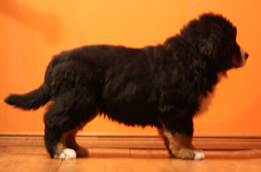 Gallery for j2-litter-bernese