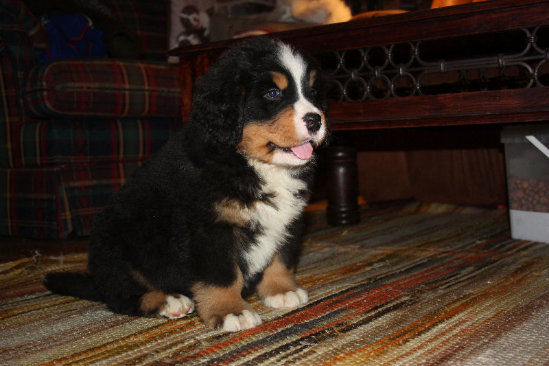 Gallery for a2-litter-bernese