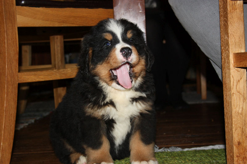 Gallery for a2-litter-bernese