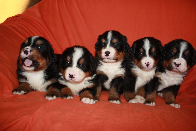Gallery for l-litter-bernese