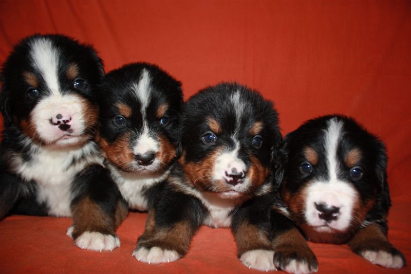 Gallery for l-litter-bernese