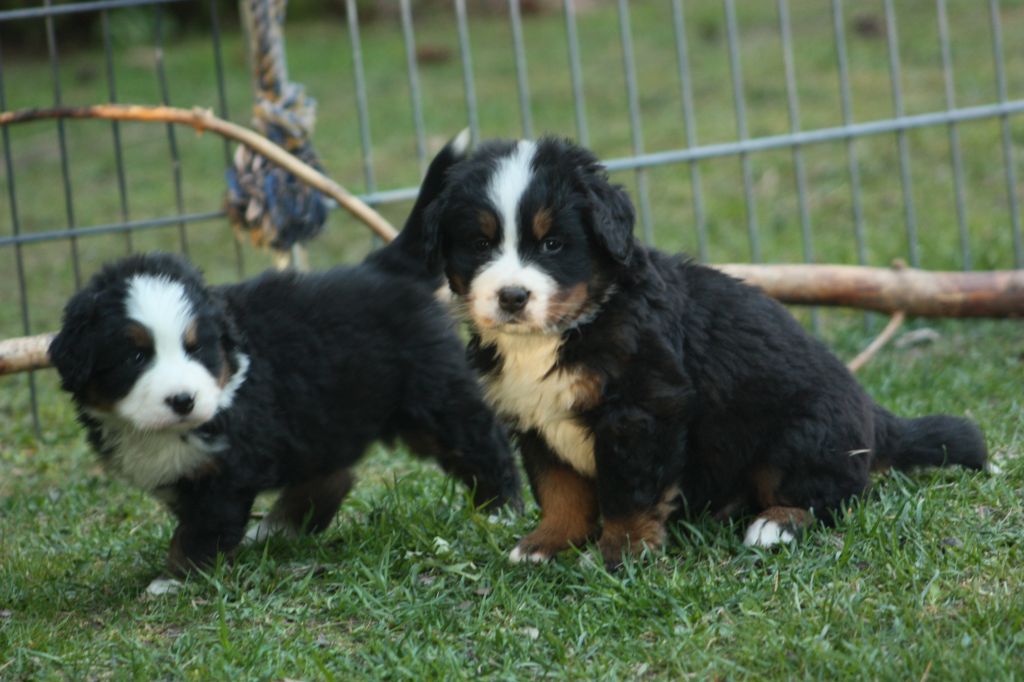 Gallery for u2-bernese-2024