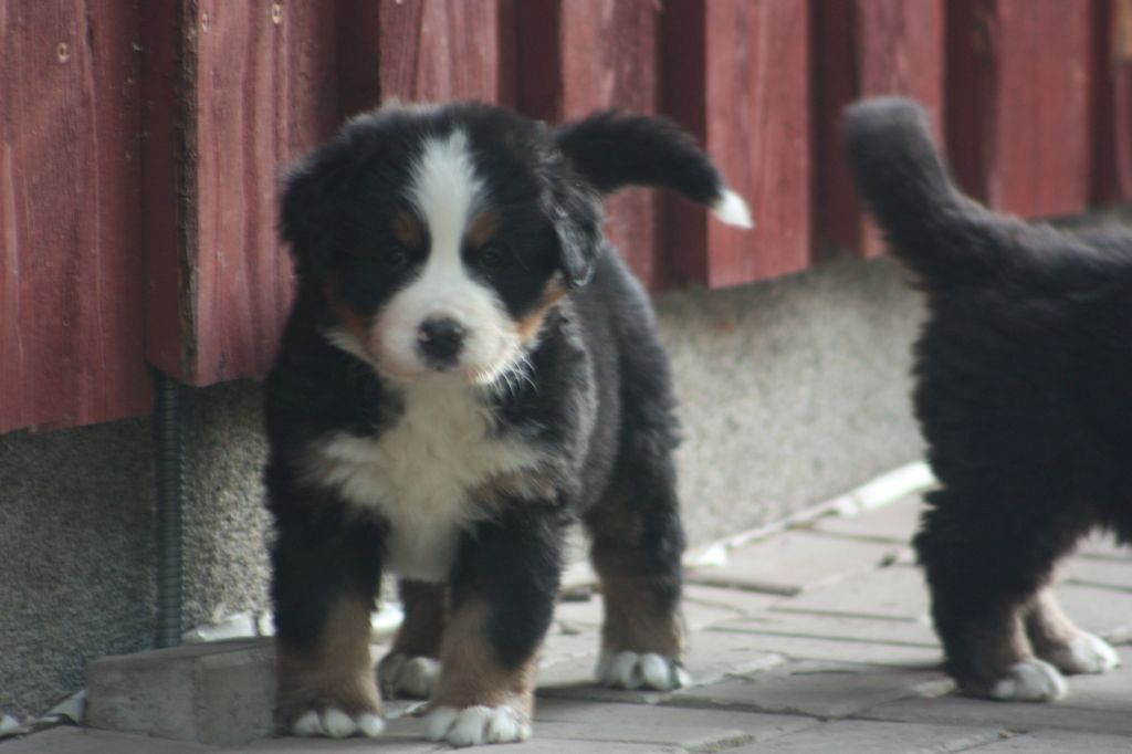Gallery for u2-bernese-2024