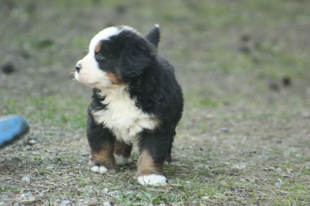 Gallery for u2-bernese-2024