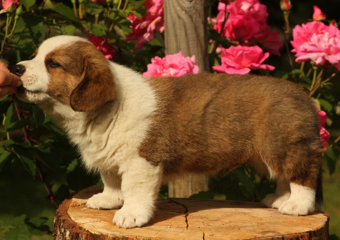 Gallery for o2-litter-cardigan