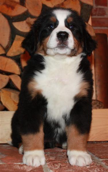 Gallery for i-litter-bernese