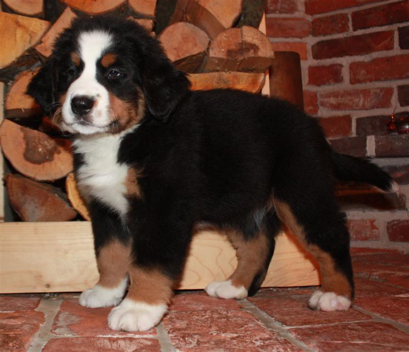Gallery for i-litter-bernese