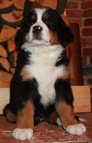 Gallery for i-litter-bernese