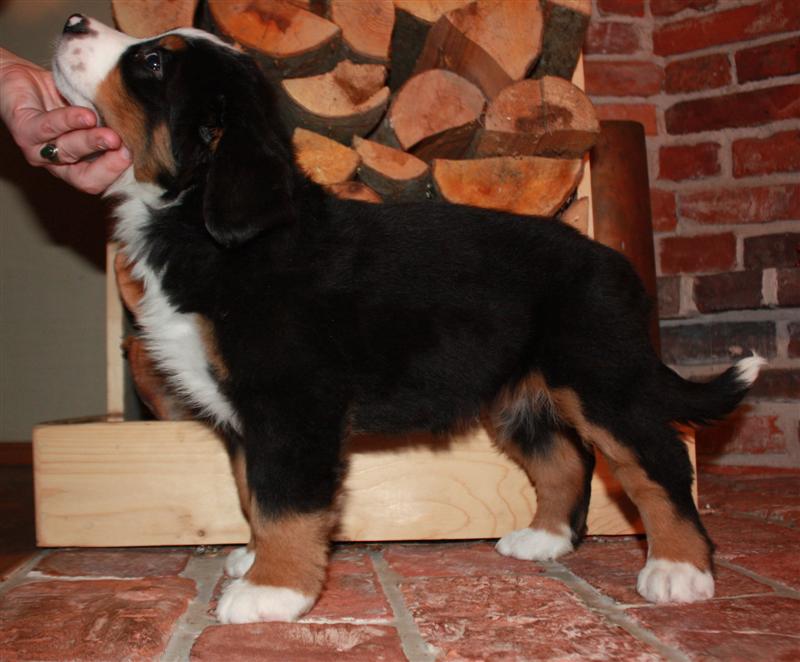 Gallery for i-litter-bernese