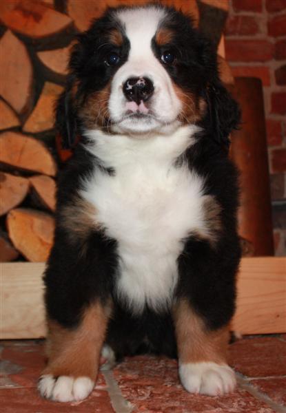 Gallery for i-litter-bernese