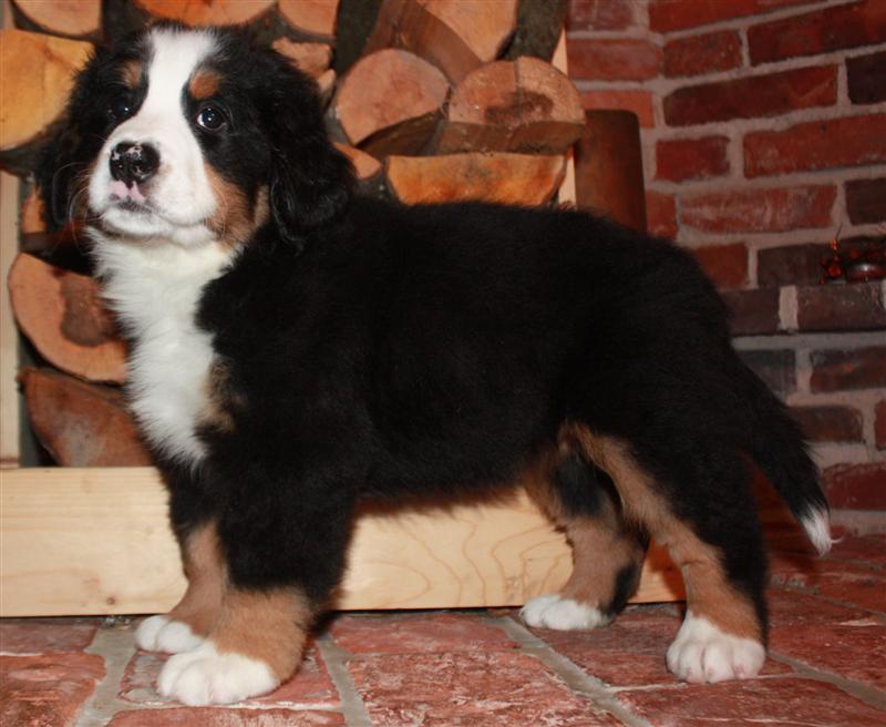 Gallery for i-litter-bernese