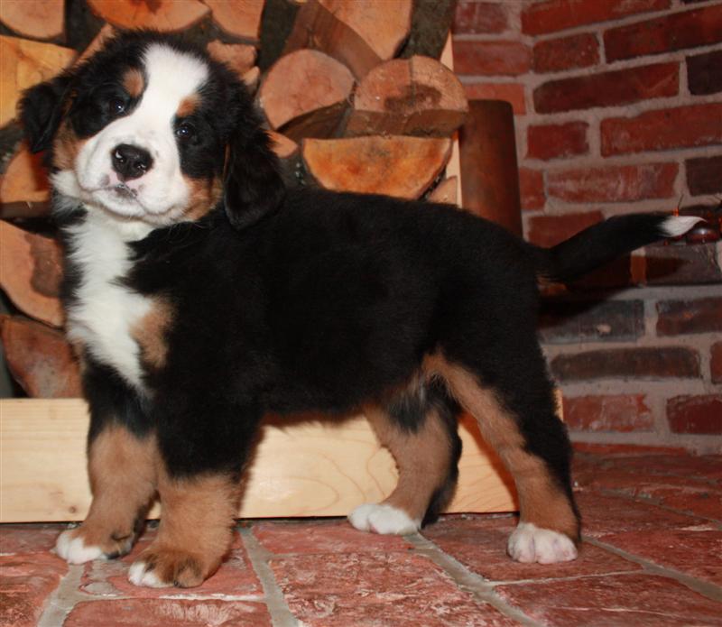 Gallery for i-litter-bernese