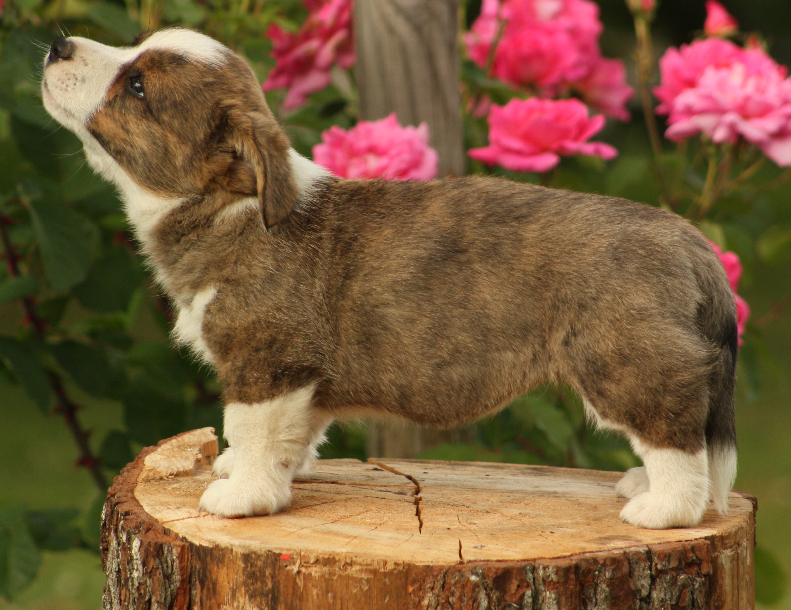 Gallery for o2-litter-cardigan