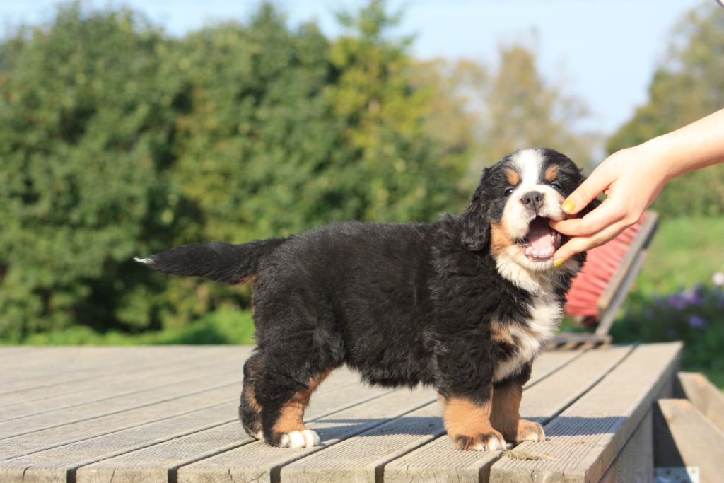 Gallery for b2-litter-bernese