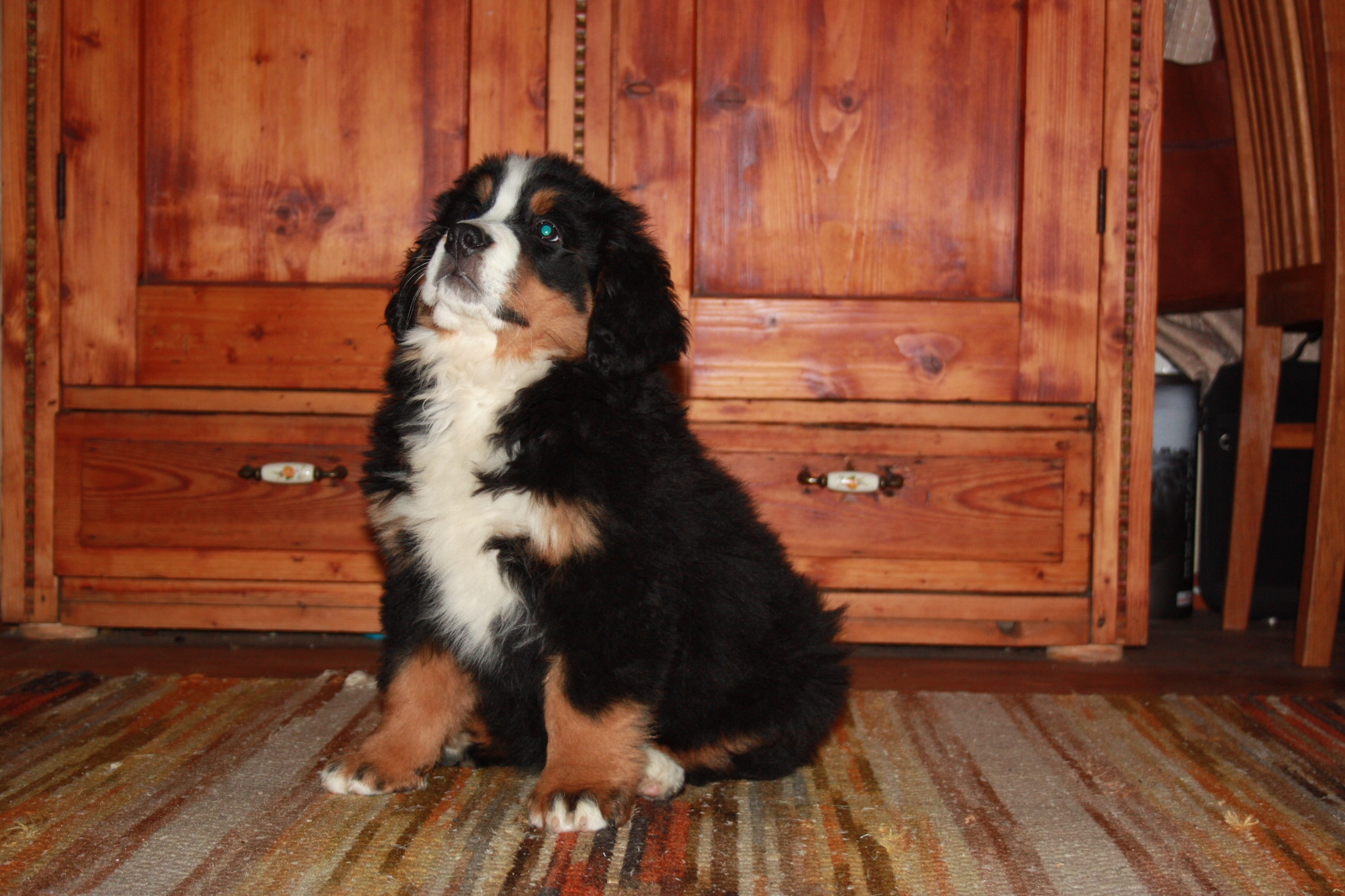 Gallery for b2-litter-bernese