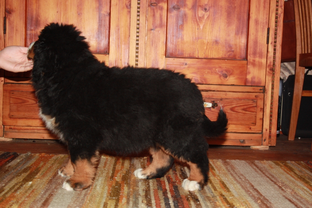 Gallery for b2-litter-bernese