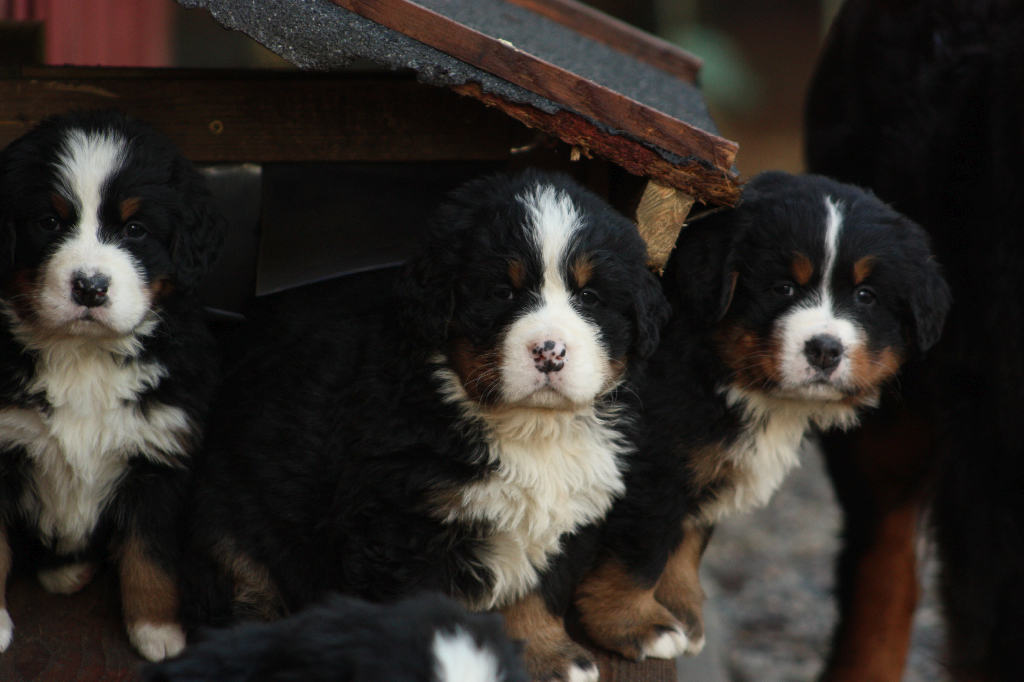 Gallery for j2-litter-bernese