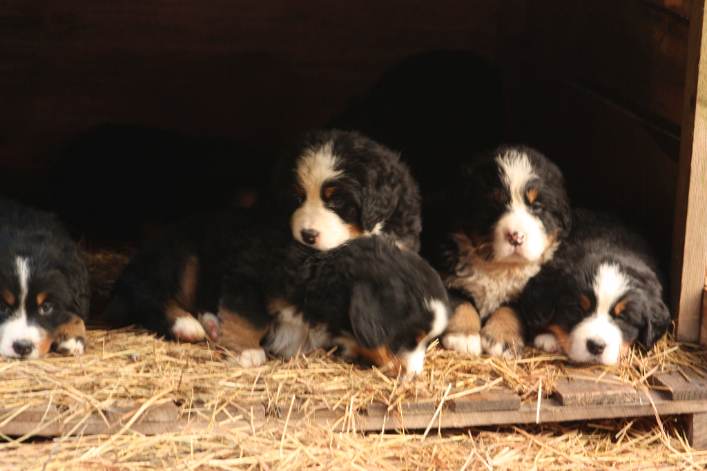 Gallery for j2-litter-bernese