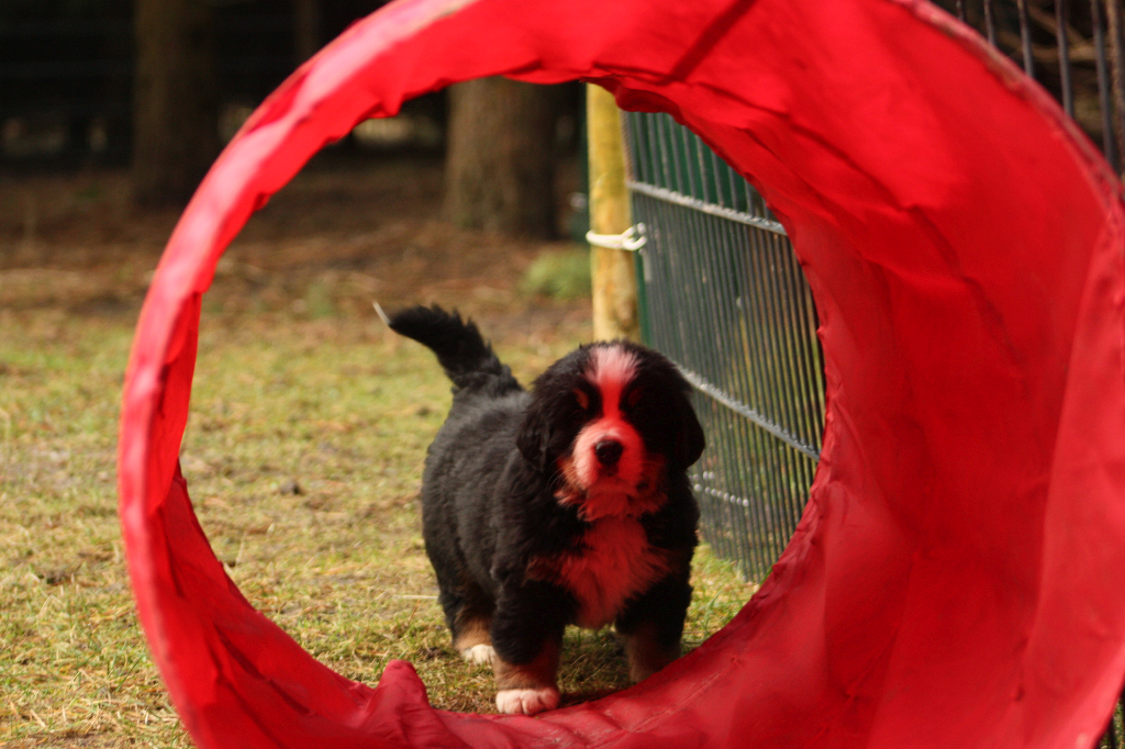 Gallery for j2-litter-bernese