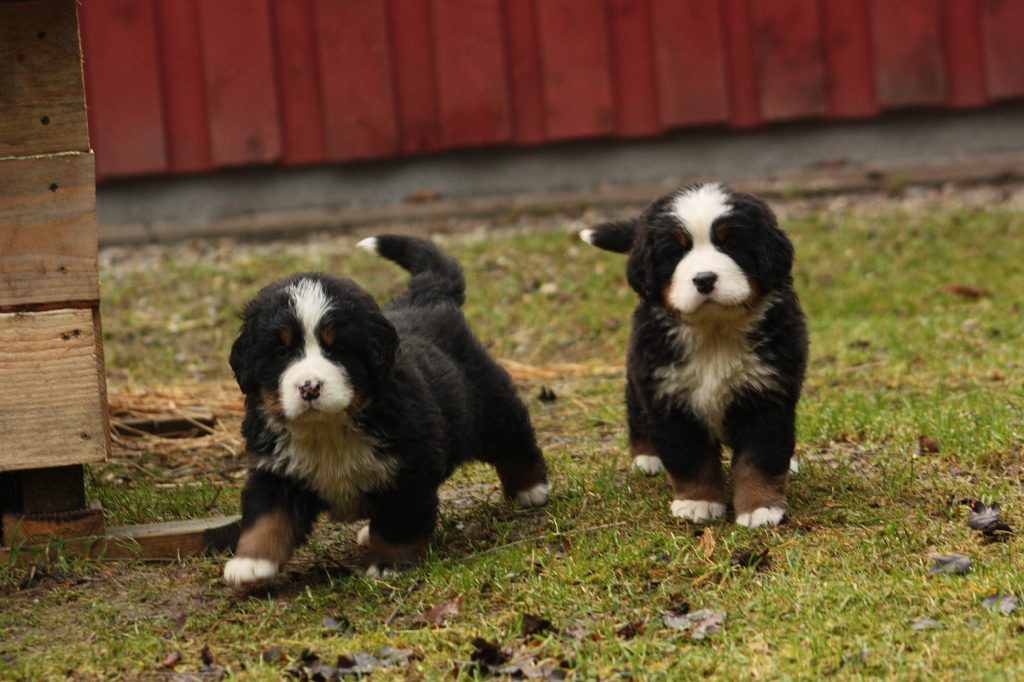 Gallery for j2-litter-bernese