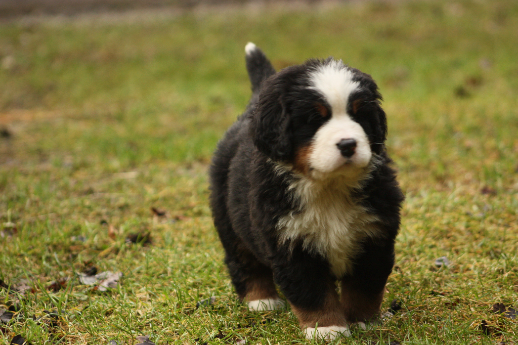 Gallery for j2-litter-bernese