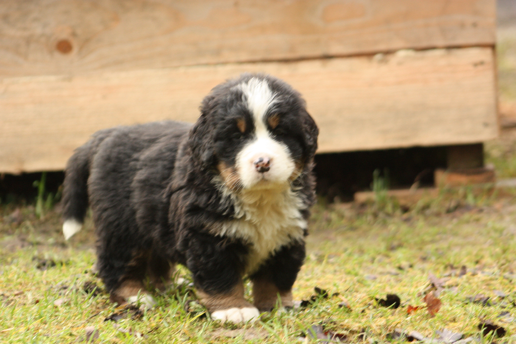 Gallery for j2-litter-bernese