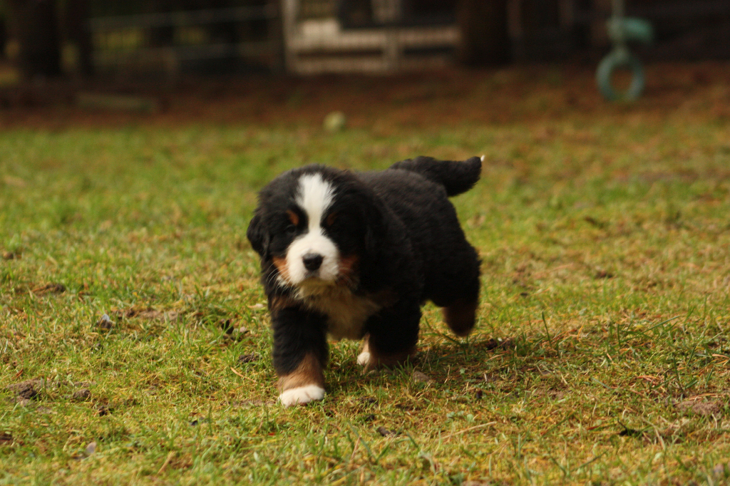 Gallery for j2-litter-bernese