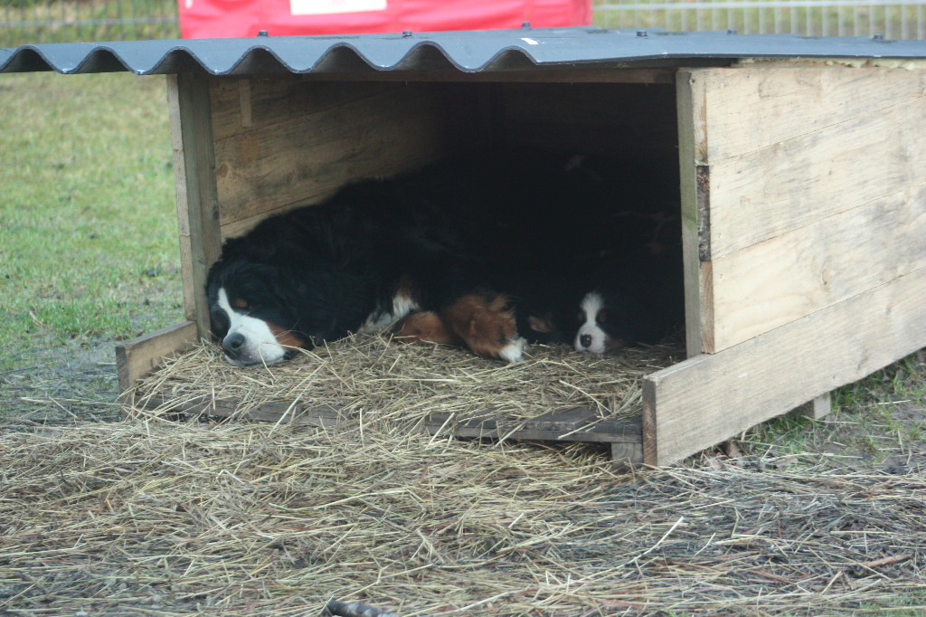 Gallery for j2-litter-bernese