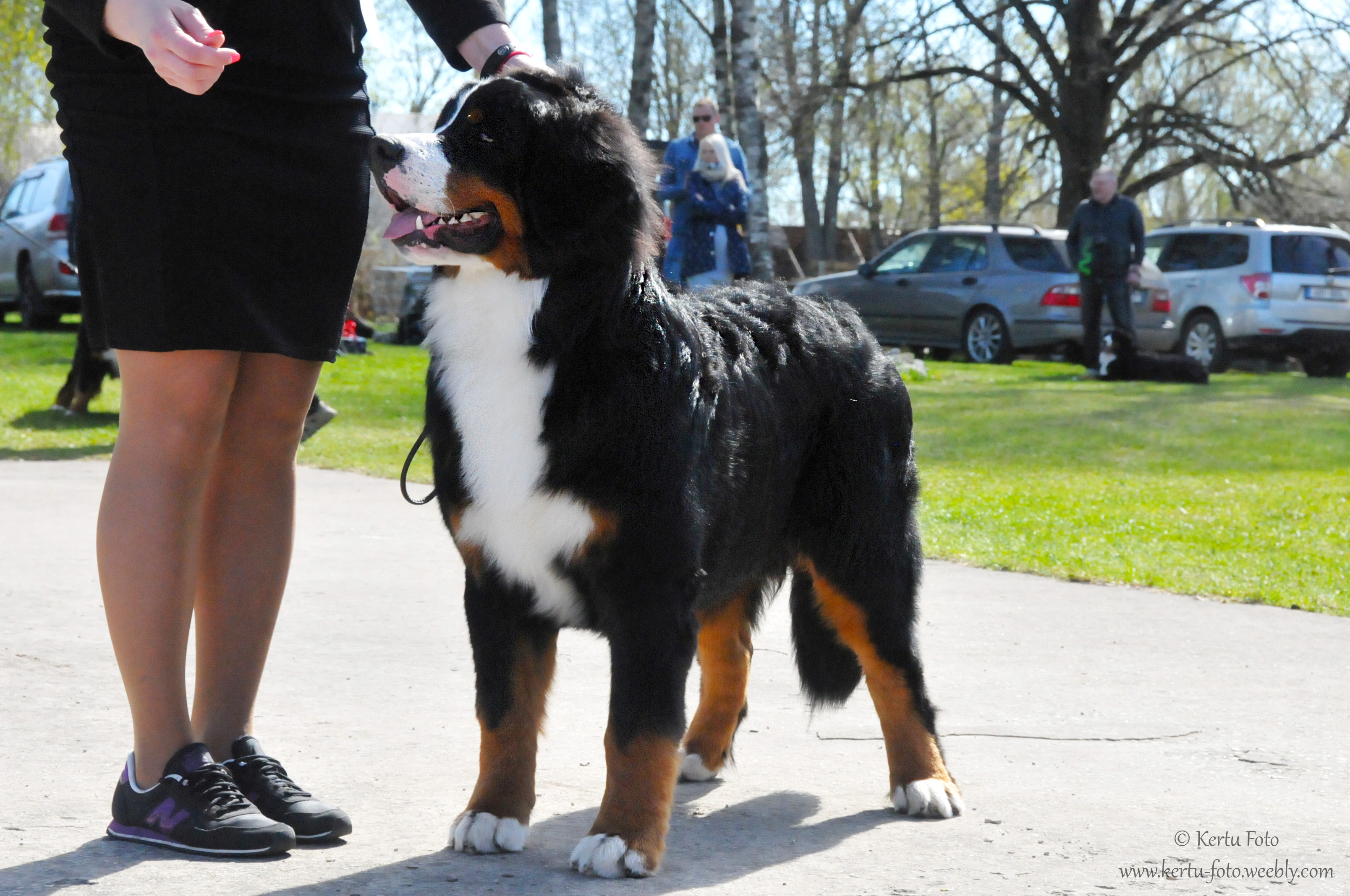 Gallery for d2-litter-bernese