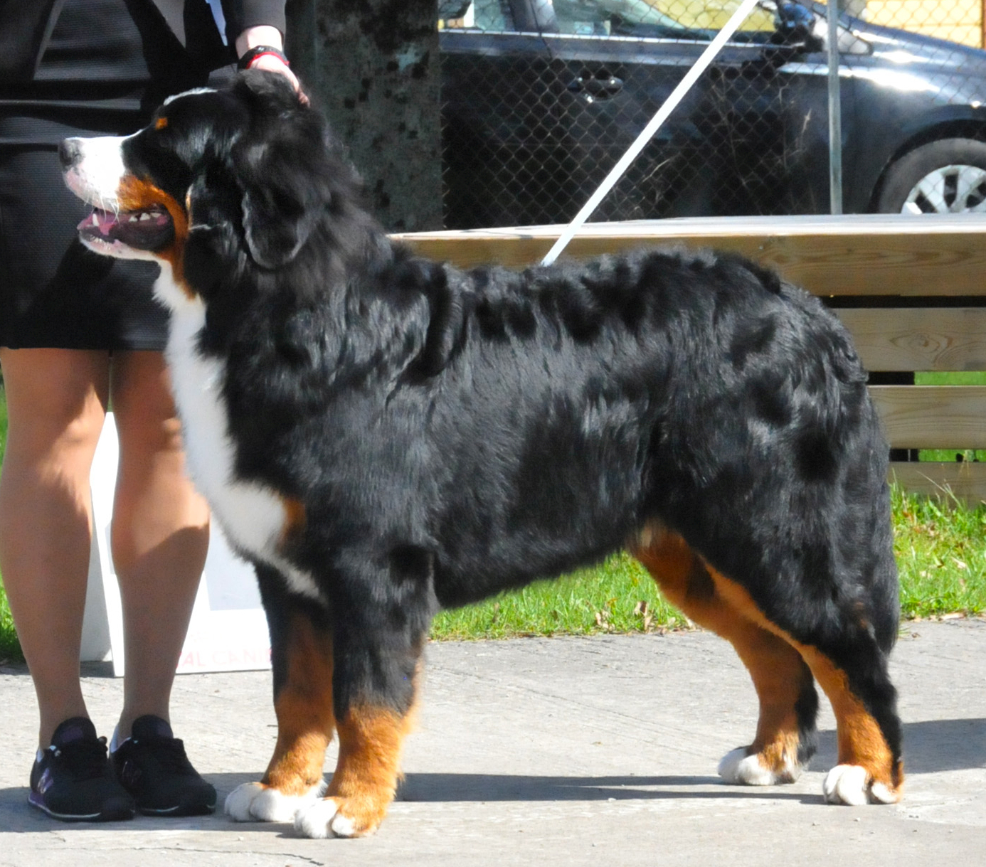 Gallery for d2-litter-bernese