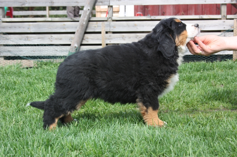 Gallery for v-litter-bernese