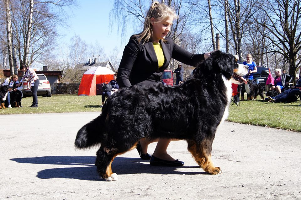 Gallery for v-litter-bernese