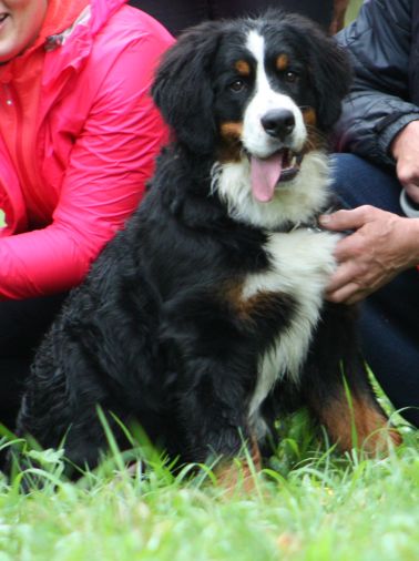 Gallery for v-litter-bernese