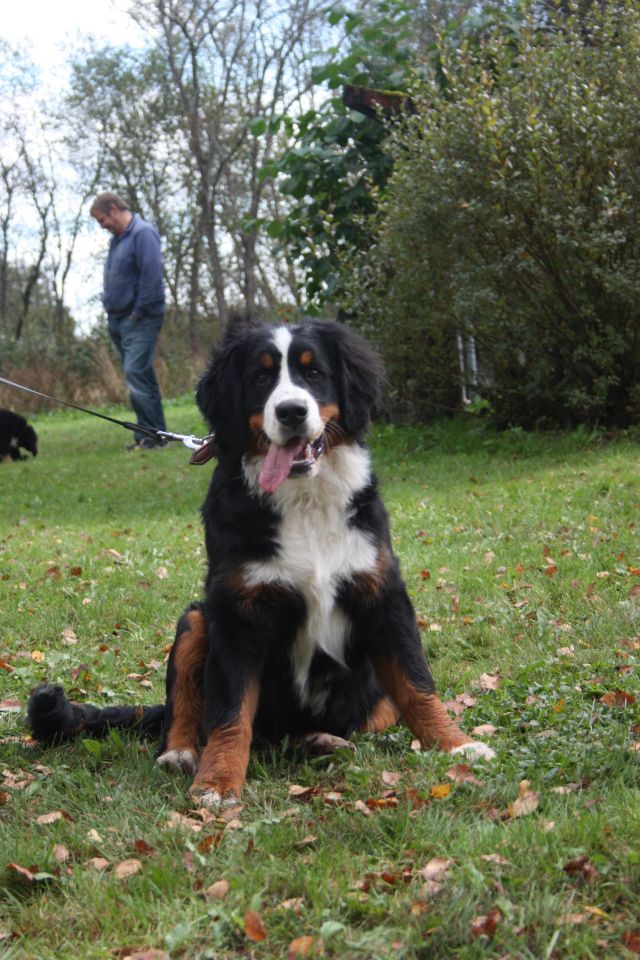Gallery for v-litter-bernese