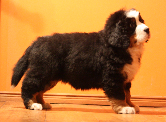 Gallery for j2-litter-bernese