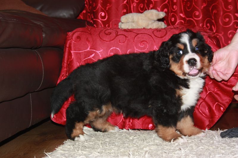 Gallery for p-litter-bernese