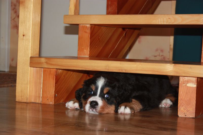 Gallery for p-litter-bernese