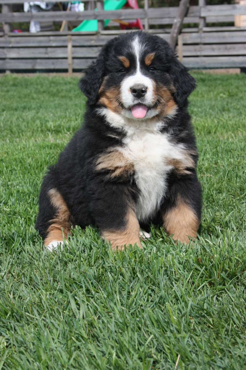 Gallery for v-litter-bernese