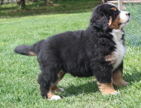 Gallery for v-litter-bernese