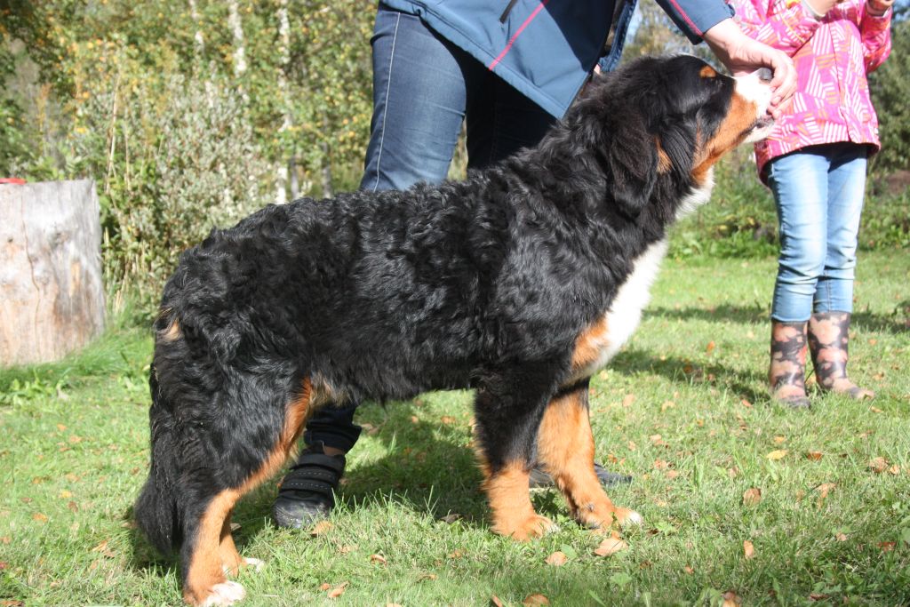 Gallery for v-litter-bernese