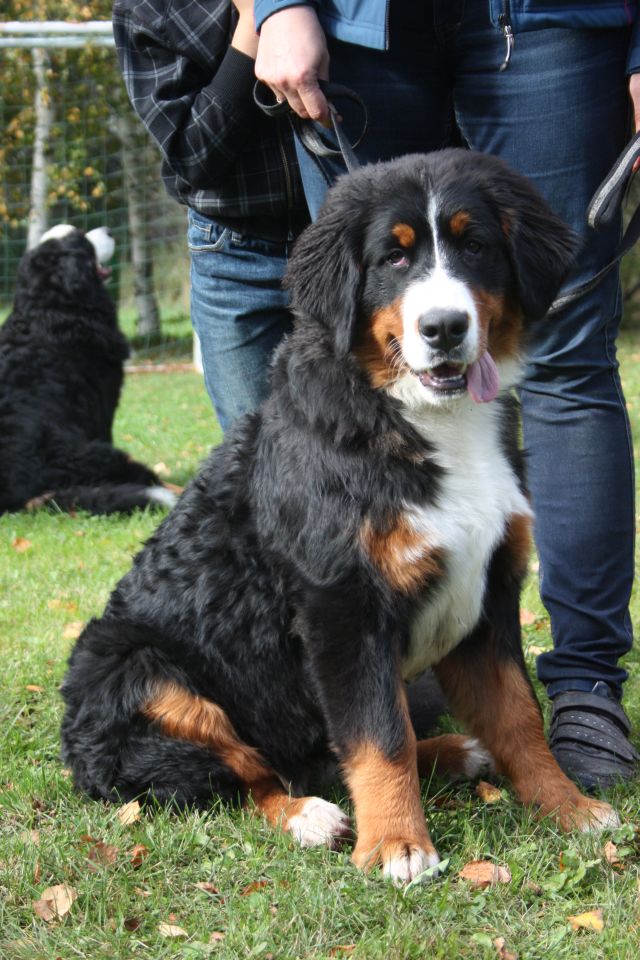 Gallery for v-litter-bernese