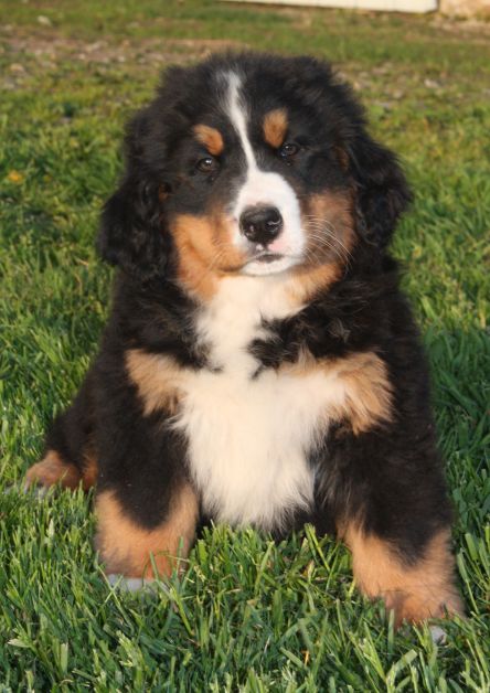 Gallery for n-litter-bernese