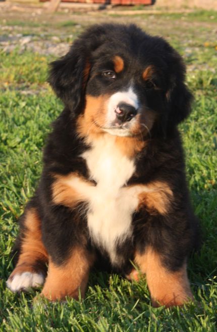 Gallery for n-litter-bernese