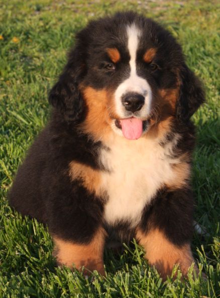 Gallery for n-litter-bernese