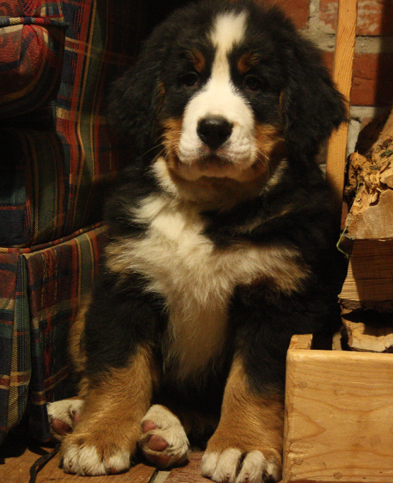 Gallery for d2-litter-bernese