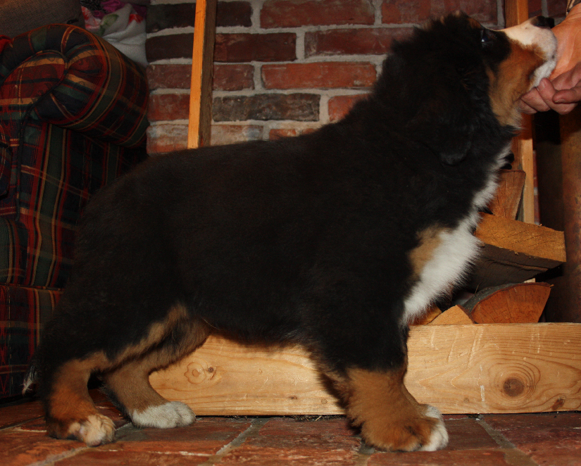 Gallery for d2-litter-bernese