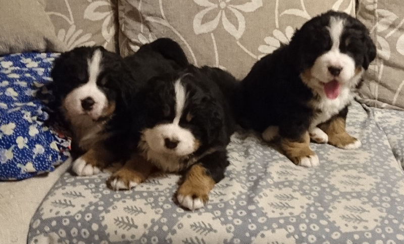 Gallery for b2-litter-bernese