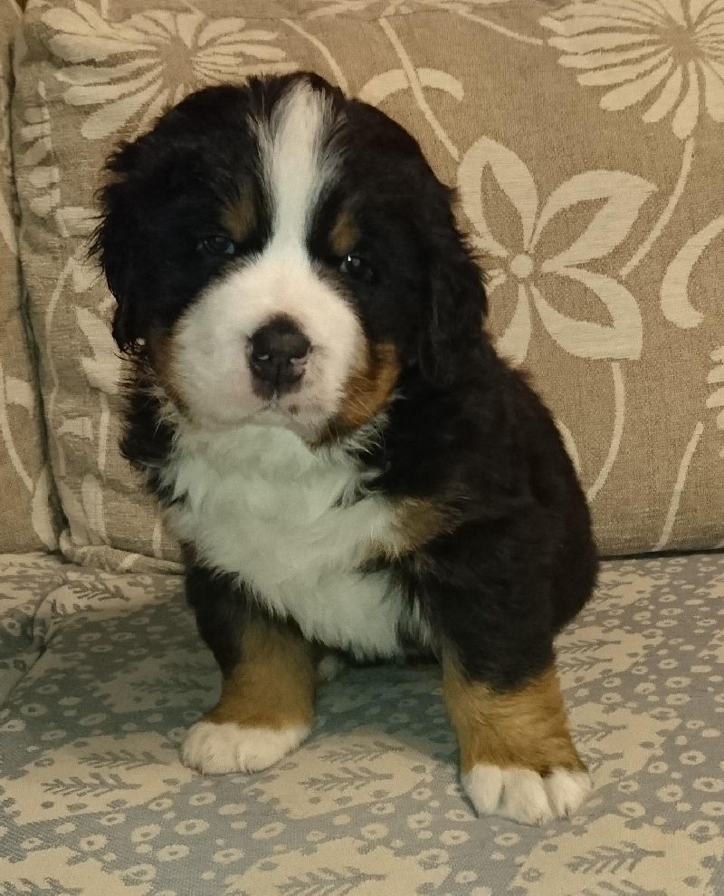 Gallery for b2-litter-bernese