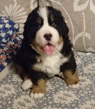 Gallery for b2-litter-bernese