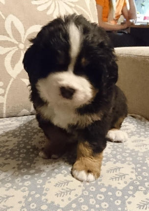 Gallery for b2-litter-bernese